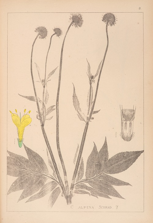 Herbier de la flore française Pl.0716