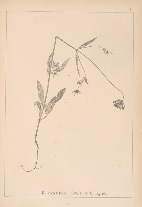 Herbier de la flore française Pl.0719