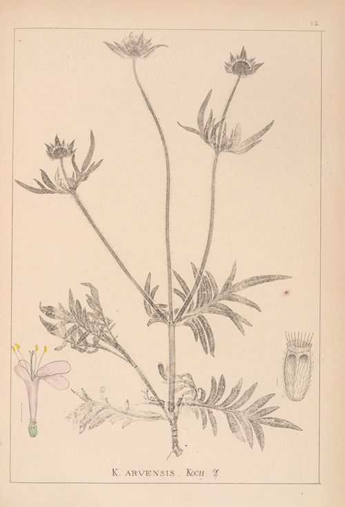 Herbier de la flore française Pl.0720
