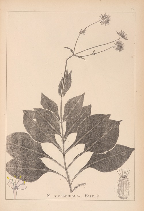 Herbier de la flore française Pl.0721