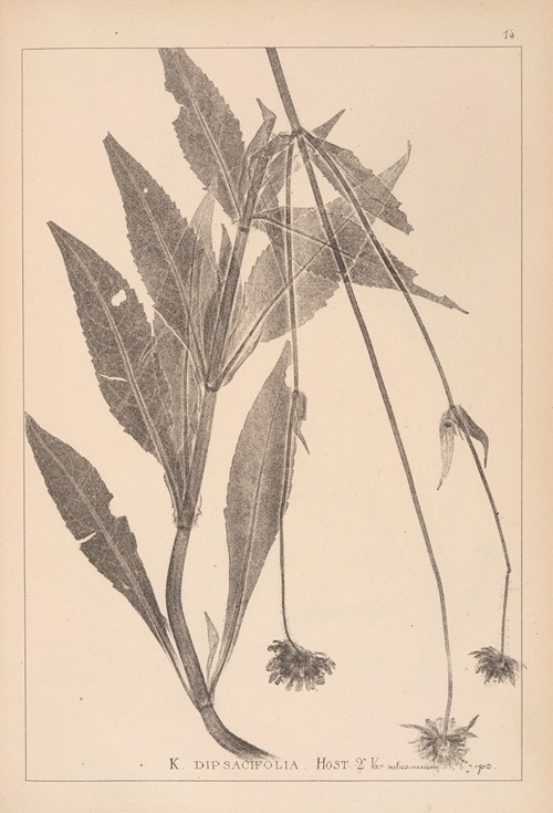Herbier de la flore française Pl.0722