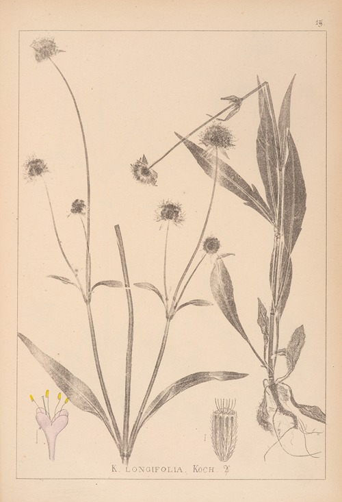 Herbier de la flore française Pl.0723
