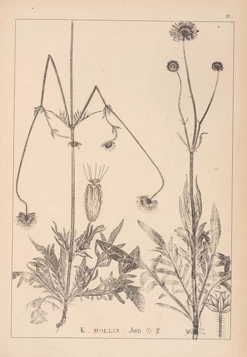 Herbier de la flore française Pl.0724