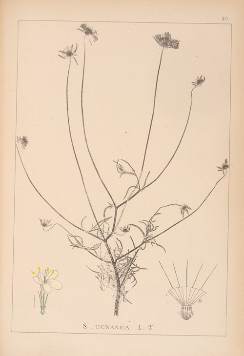 Herbier de la flore française Pl.0728