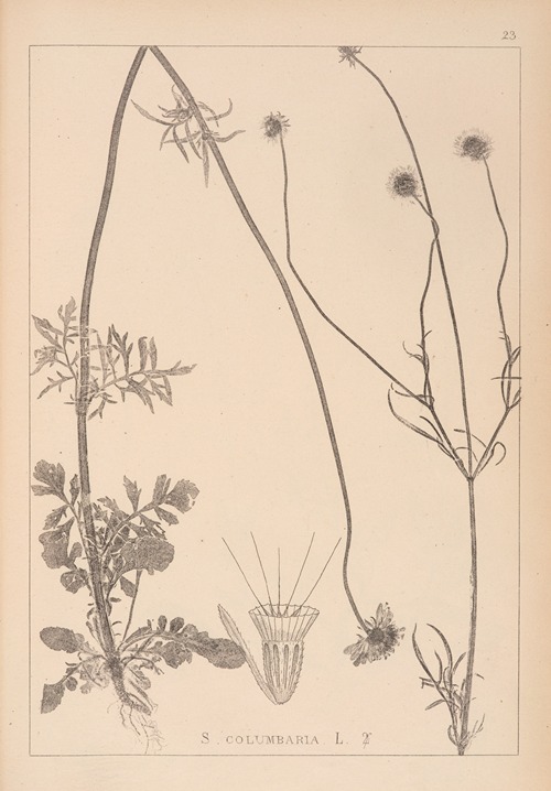 Herbier de la flore française Pl.0731