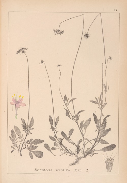 Herbier de la flore française Pl.0732