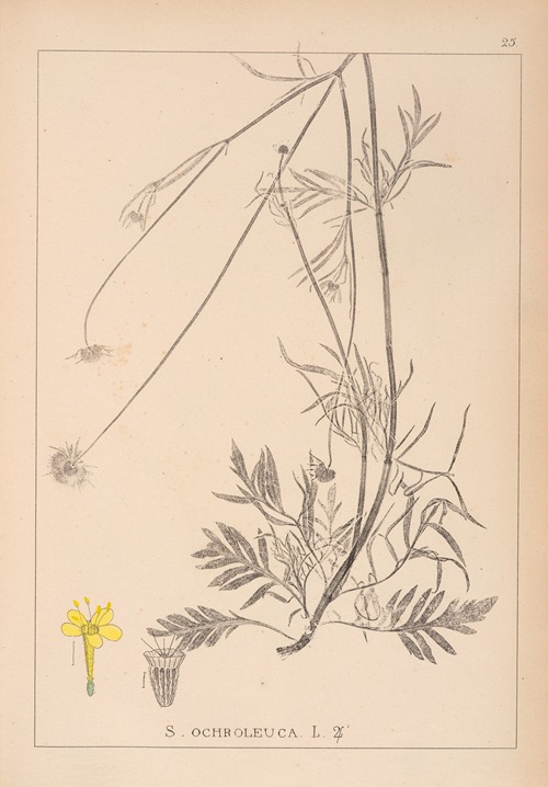 Herbier de la flore française Pl.0733