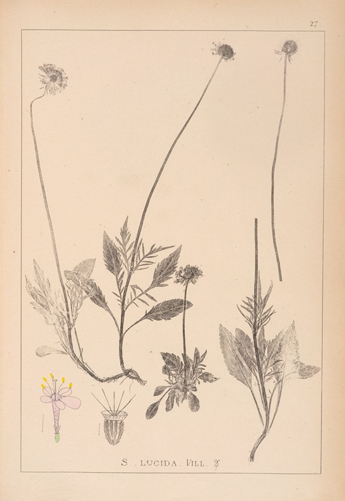 Herbier de la flore française Pl.0734