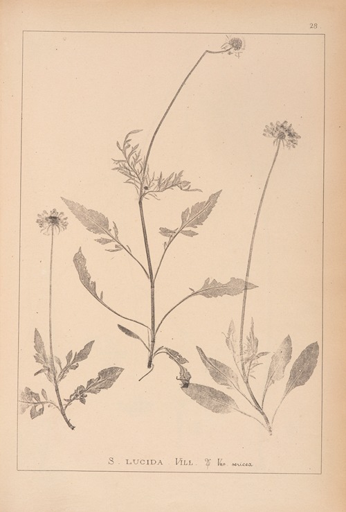 Herbier de la flore française Pl.0735