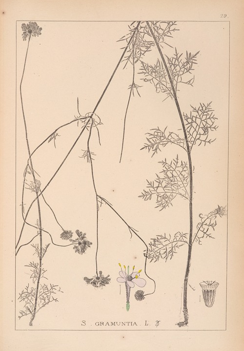 Herbier de la flore française Pl.0736