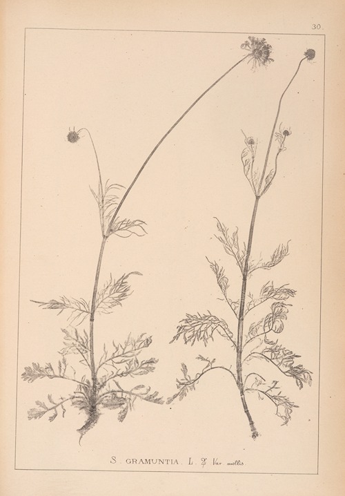 Herbier de la flore française Pl.0737
