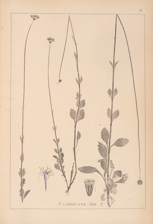 Herbier de la flore française Pl.0738