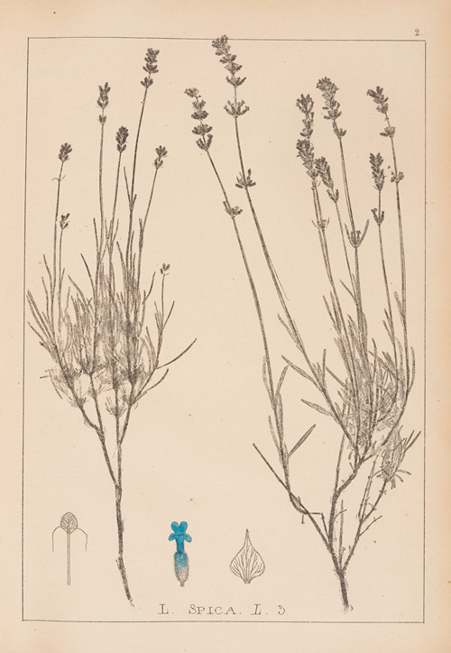 Herbier de la flore française Pl.0743