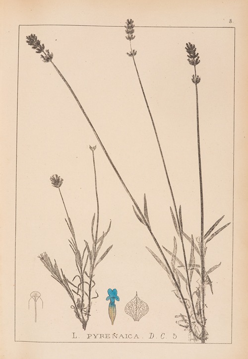 Herbier de la flore française Pl.0744