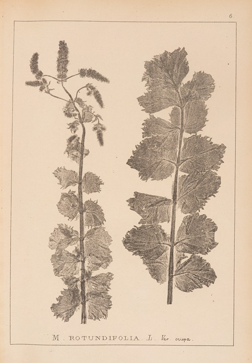 Herbier de la flore française Pl.0747