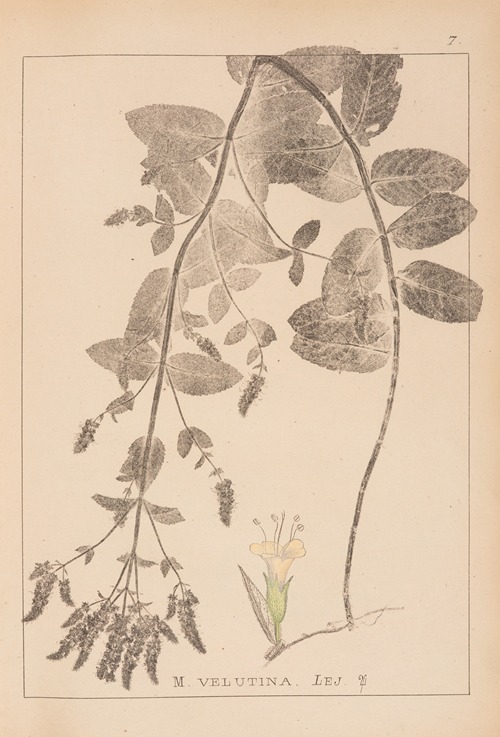 Herbier de la flore française Pl.0748