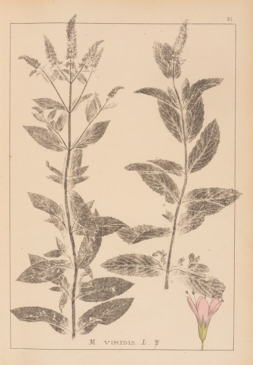 Herbier de la flore française Pl.0751