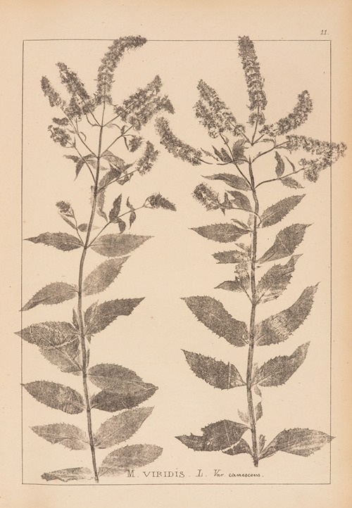 Herbier de la flore française Pl.0752