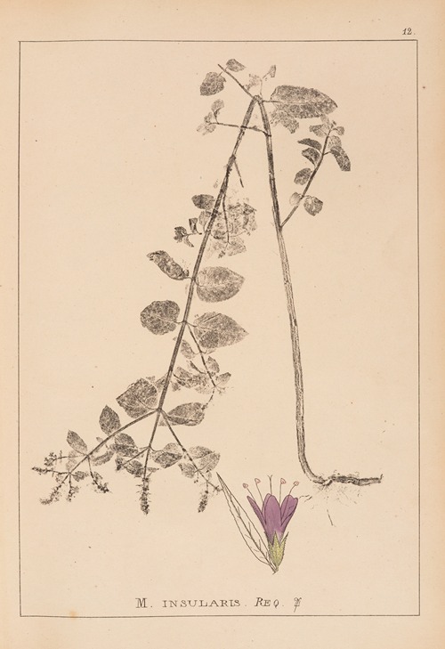 Herbier de la flore française Pl.0753