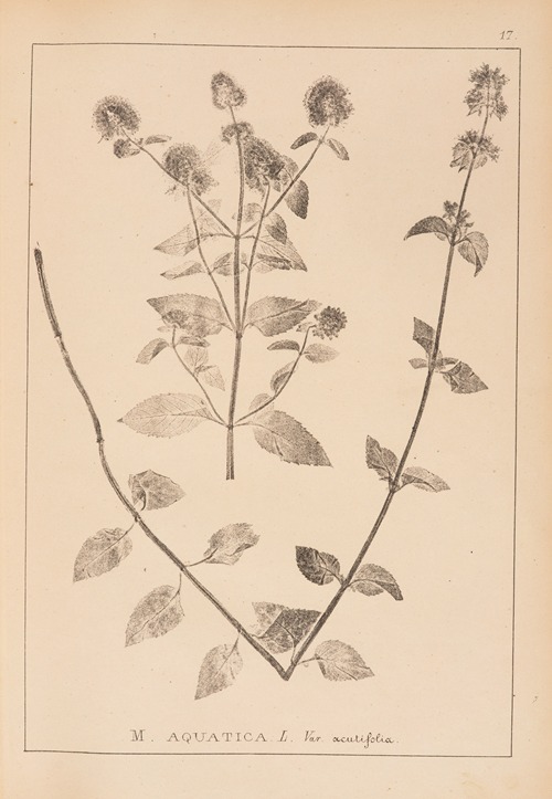 Herbier de la flore française Pl.0757