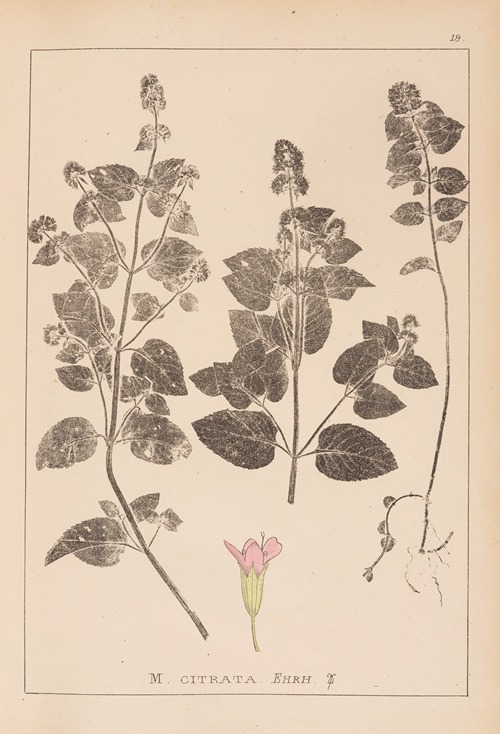 Herbier de la flore française Pl.0759