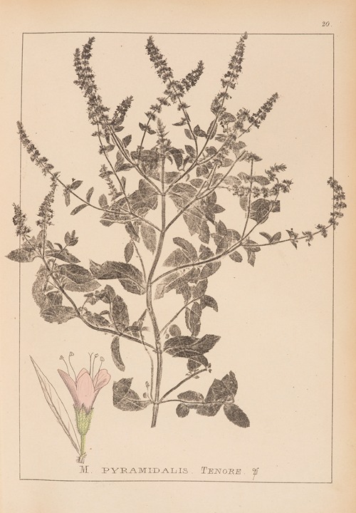 Herbier de la flore française Pl.0760