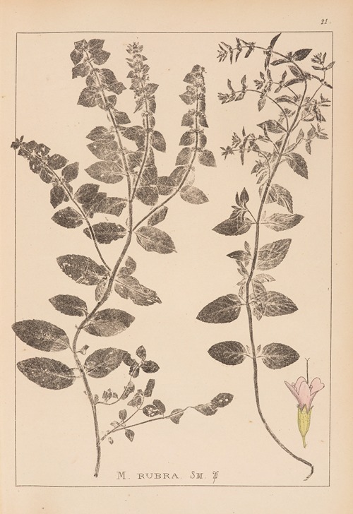 Herbier de la flore française Pl.0761