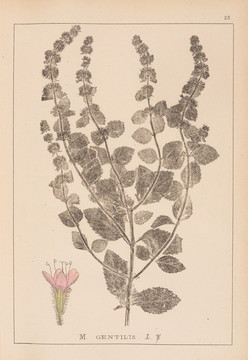 Herbier de la flore française Pl.0763
