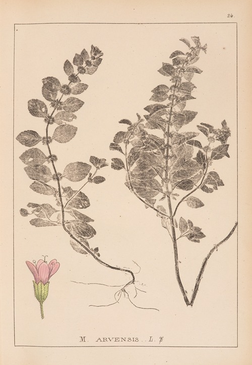 Herbier de la flore française Pl.0764