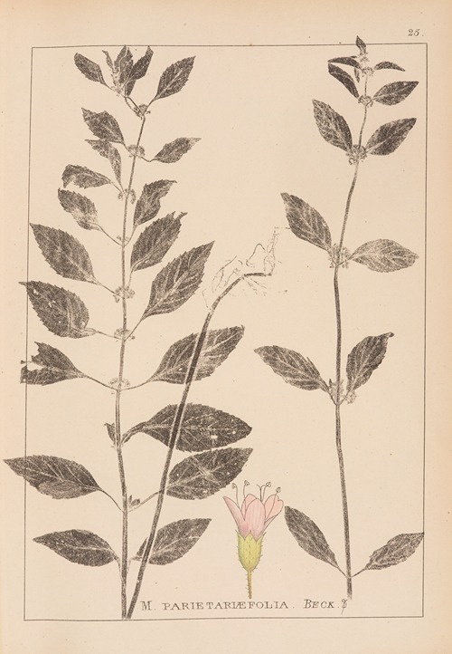 Herbier de la flore française Pl.0765