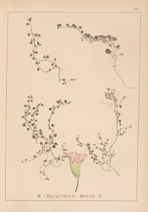 Herbier de la flore française Pl.0766