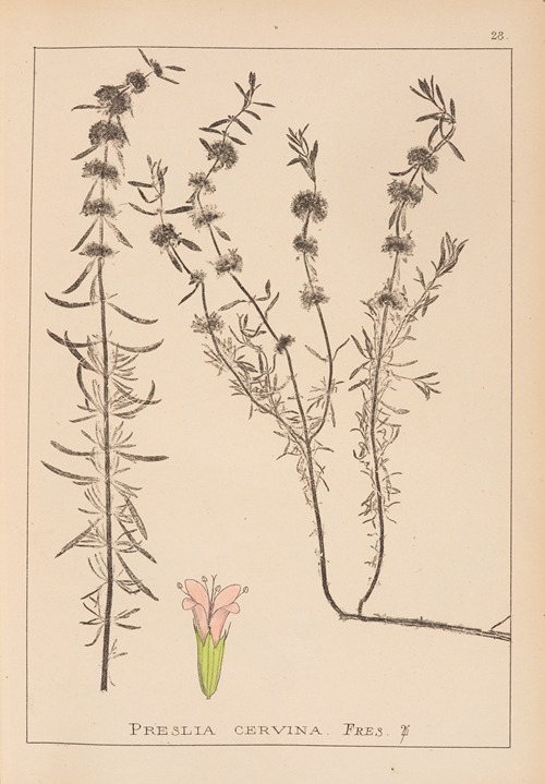 Herbier de la flore française Pl.0768