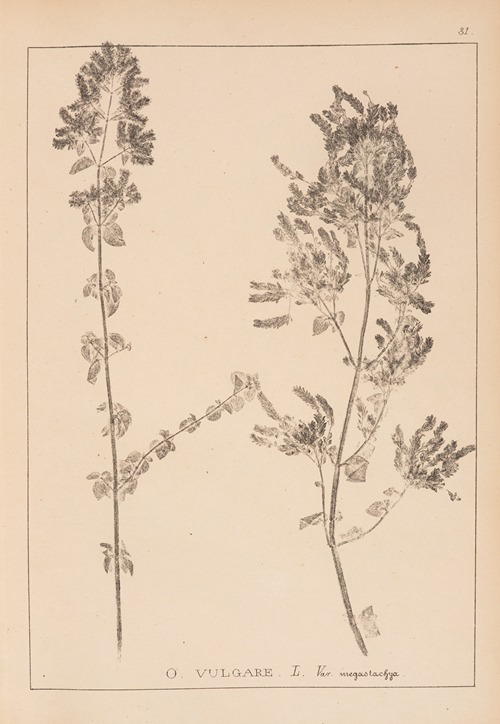 Herbier de la flore française Pl.0771