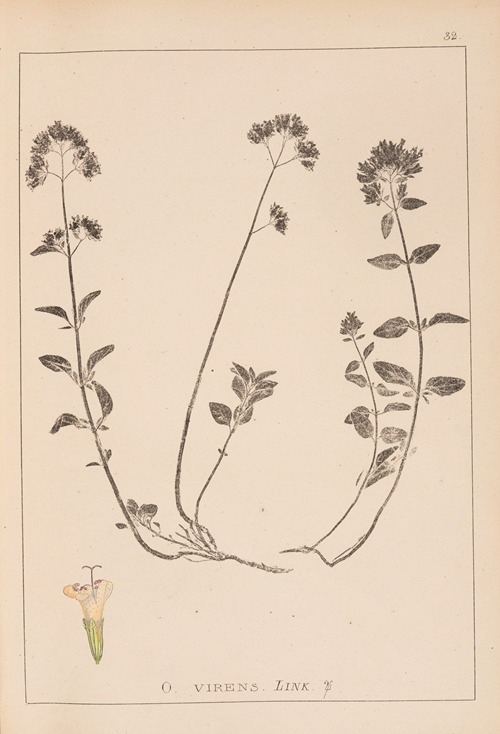 Herbier de la flore française Pl.0772