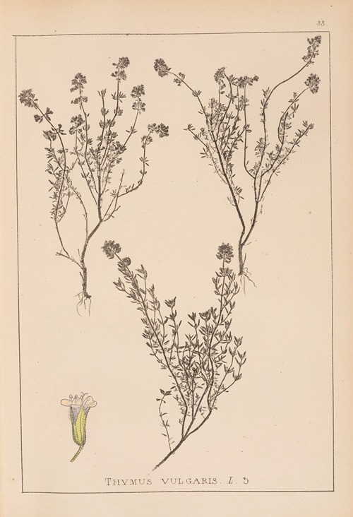 Herbier de la flore française Pl.0773