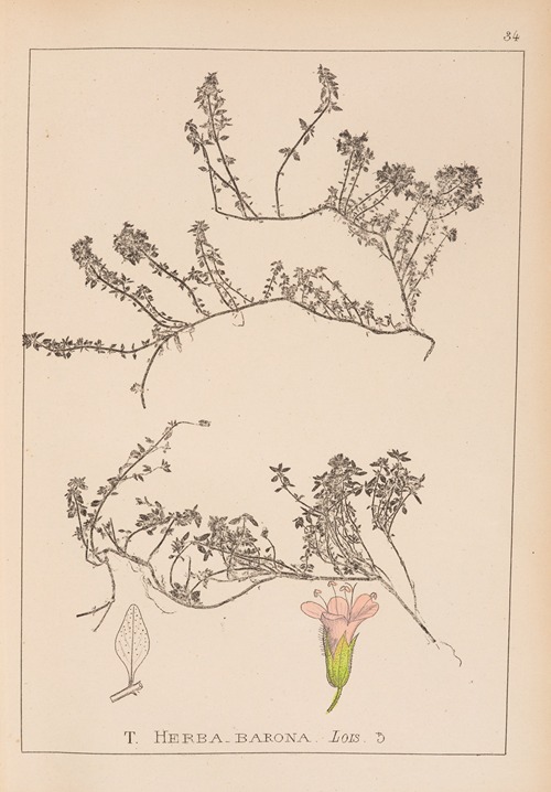 Herbier de la flore française Pl.0774