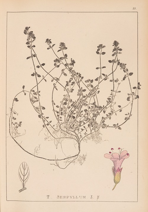 Herbier de la flore française Pl.0775
