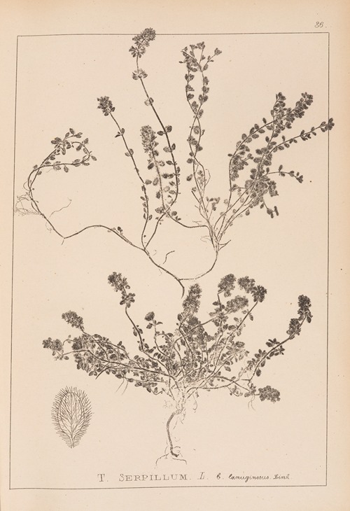 Herbier de la flore française Pl.0776
