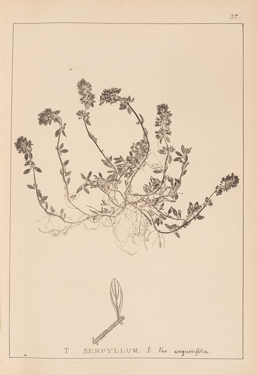 Herbier de la flore française Pl.0777