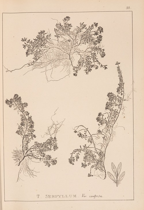 Herbier de la flore française Pl.0778