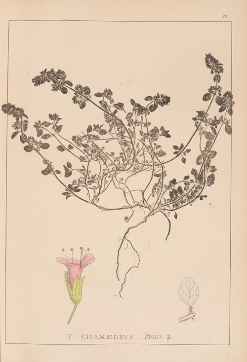 Herbier de la flore française Pl.0779