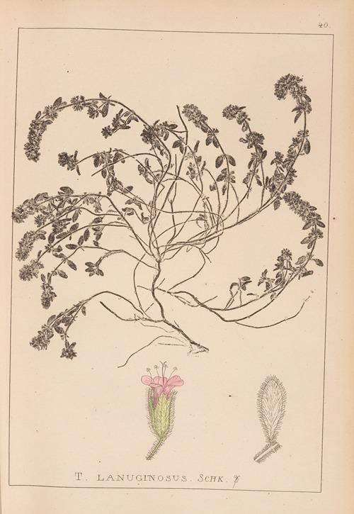 Herbier de la flore française Pl.0780