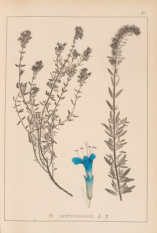 Herbier de la flore française Pl.0781