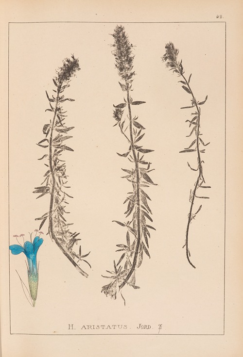 Herbier de la flore française Pl.0782