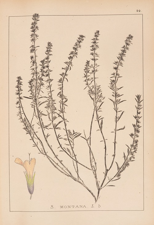 Herbier de la flore française Pl.0784