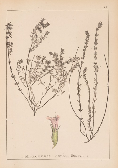 Herbier de la flore française Pl.0785