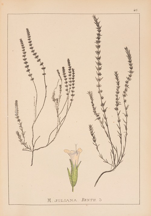 Herbier de la flore française Pl.0786