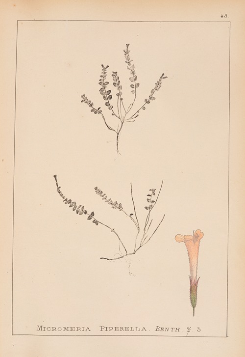 Herbier de la flore française Pl.0788