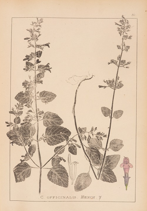 Herbier de la flore française Pl.0790