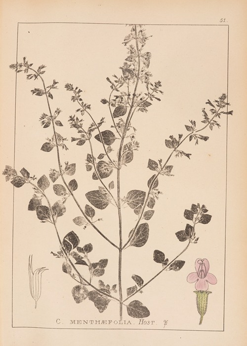 Herbier de la flore française Pl.0791